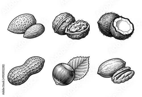 Set of hand drawn monochrome nut illustrations including almond walnut coconut peanut hazelnut and pecan in a vintage woodcut engraving style.