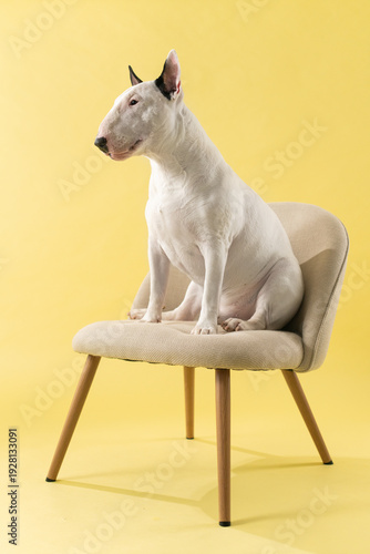 Bull Terrier Profile Sitting on Chair Studio Shot: Side view portrait of Bull Terrier on chair.