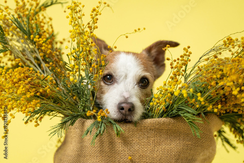 Jack Russell Terrier Peeking from Mimosa Basket Close Portrait