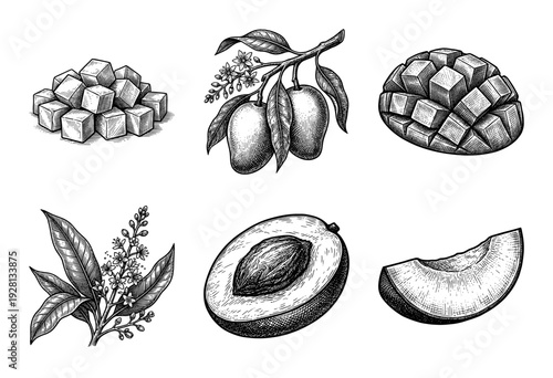 Vintage hand drawn mango fruit collection featuring whole fruits on branch, flowering blossoms, sliced sections, and cubed pieces in a detailed woodcut engraving style.