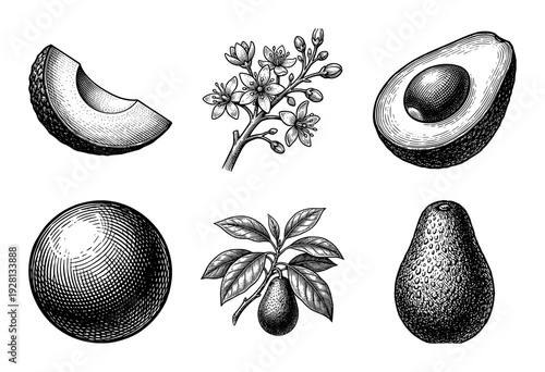Vintage engraving of avocado botanical collection featuring whole fruit, halved sections with pit, flowering branch, and detailed leaf clusters