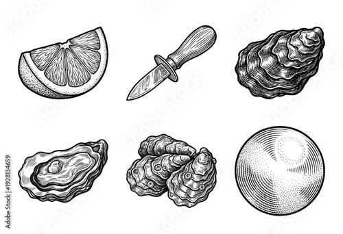 Vintage engraving style collection of fresh oysters, shucking knife, lemon wedge, and pearl for seafood restaurant menu design.