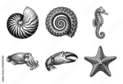 Vintage engraving style collection of marine life illustrations featuring nautilus shell octopus tentacle seahorse cuttlefish crab claw and starfish