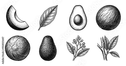 Vintage avocado botanical illustrations collection featuring fruit slices, seeds, leaves, and flowering branches in hand drawn engraving style.