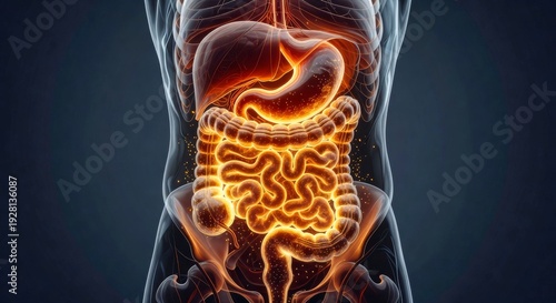 Wallpaper Mural Human Digestive System Organs Illuminated in Transparent Torso Display Torontodigital.ca