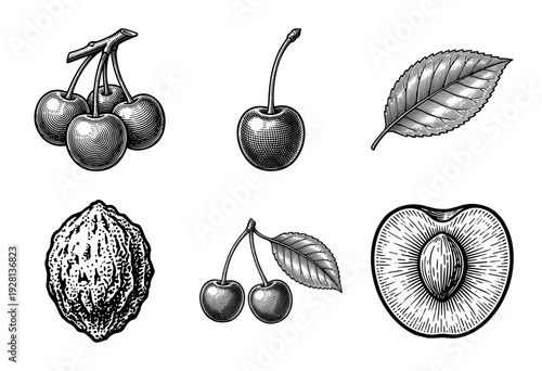 Vintage engraving set of cherry fruit botanical illustrations featuring whole berries, leafy stems, pits, and cross sections in a classic woodcut style.