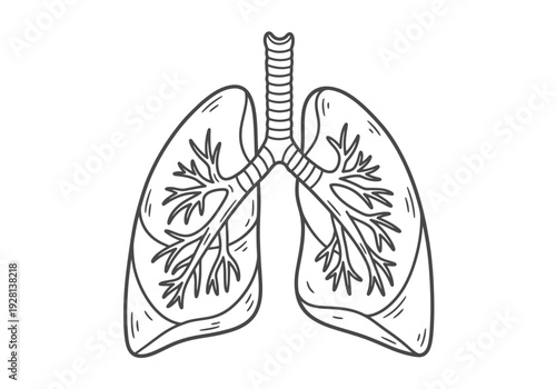 Black and white line drawing of human lungs and trachea structure