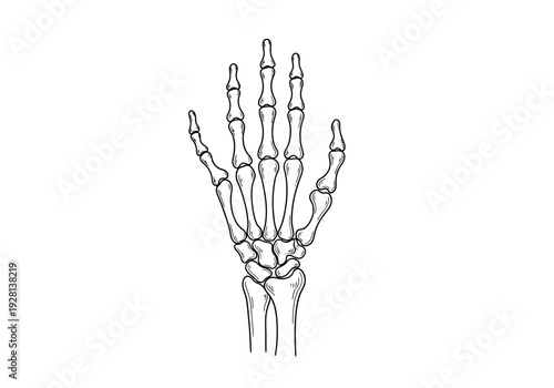 Black and white line drawing of the bones of a human hand and wrist