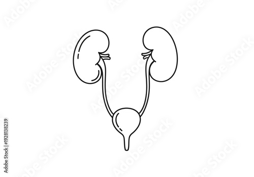 Black and white line drawing of the human urinary system with two kidneys and a bladder