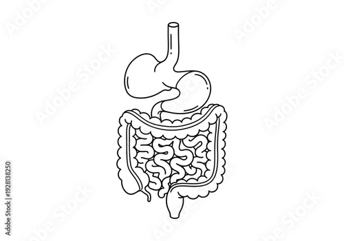 Black and white line drawing of the stomach small intestine and large intestine