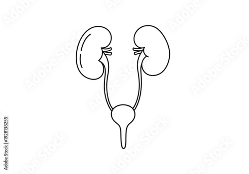 Black and white line drawing of the human urinary system kidneys ureters and bladder