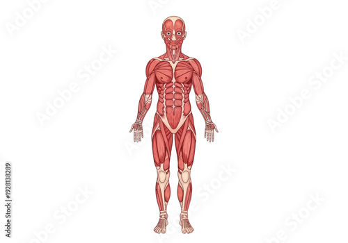 Full anterior view human muscular system diagram on white background