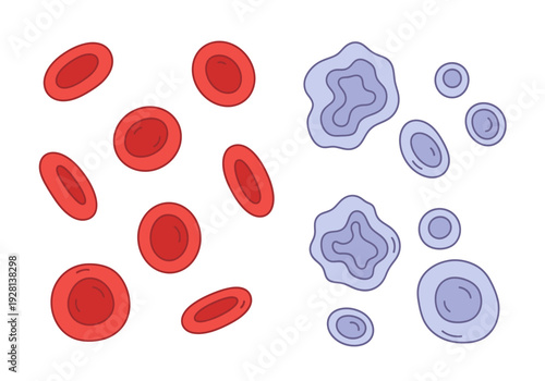 Illustration of red blood cells and various white blood cells on white