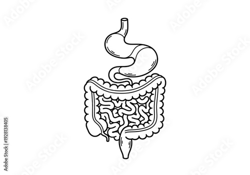 Black and white illustration of the human stomach and intestines