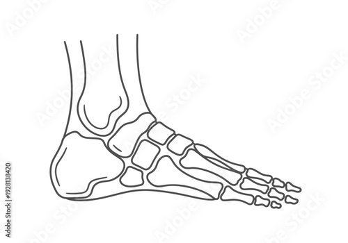 Black and white line drawing illustrating the bones of the human foot and ankle in profile