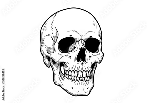 Black and white line art drawing of a human skull front view highly detailed