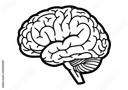 Black and white line drawing of a human brain in lateral view