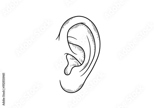 Black and white line drawing of a human external ear structure