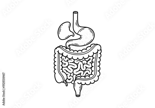 Black and white line drawing of the stomach and intestines