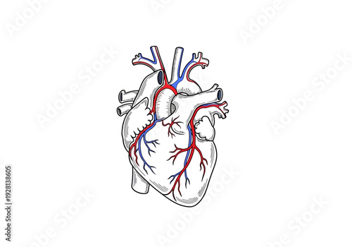 Vintagestyle anatomical illustration of the human heart with red and blue vessels