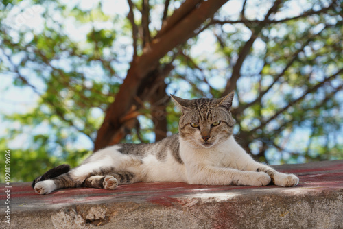 Katze liegt auf einer Mauer