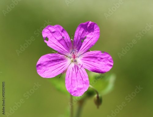 Attractive wildflower Geranium palustre (marsh cranesbill)