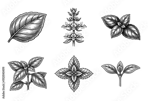 Botanical illustration of basil plant elements featuring leaves and flowers in a vintage woodcut engraving style