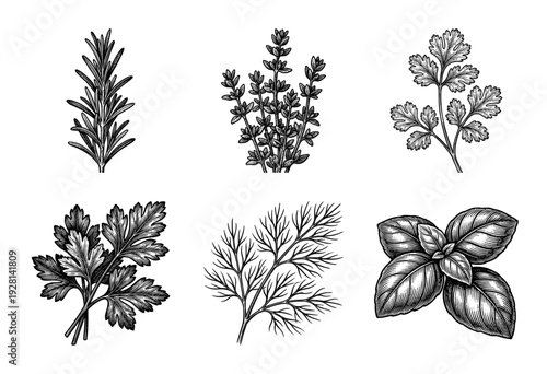 Collection of six culinary herb sketches including rosemary thyme cilantro parsley dill and basil in a vintage engraved woodcut style