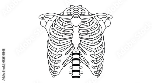 Detailed anatomical illustration of a human ribcage and spine presented as a striking black silhouette high quality professional detailed modern elegant
