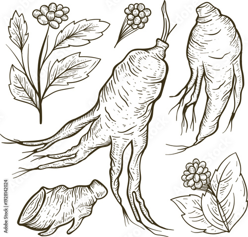 Artistic engraving of ginger ginseng and organic herbal leaves vector