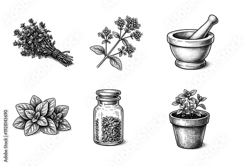 Vintage botanical woodcut illustration set featuring fresh oregano herbs, flowering sprigs, mortar and pestle, spice jar, and potted plant in a classic engraved style.