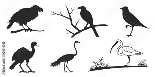 A diverse collection of various bird silhouettes in different poses and environments Vector