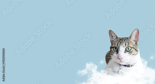 Vászonkép Cat over clouds blue sky tigger cat blank page clear blue