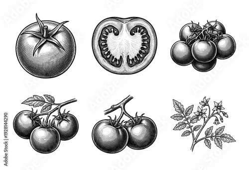 Vintage engraving of tomato botanical set featuring whole fruit, cross section, clusters on vine, and flowering plant sprig in a woodcut style.