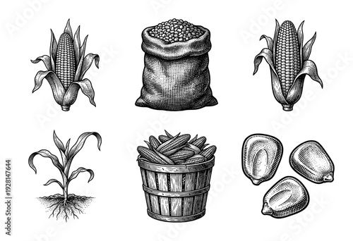 Vintage corn agricultural illustration set featuring engraved maize ears, seeds, a woven basket, and a burlap sack of grain.
