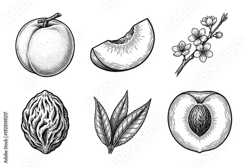 Vintage peach fruit botanical set featuring hand drawn engravings of whole fruit, cross section, stone, leaves, and spring blossoms