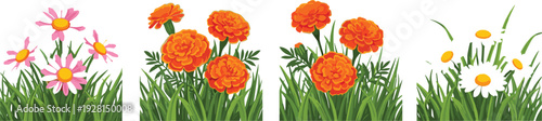 Summer Garden Flowers Collection with Pink Cosmos, Orange Marigold and White Daisy Floral Vector Illustration Set