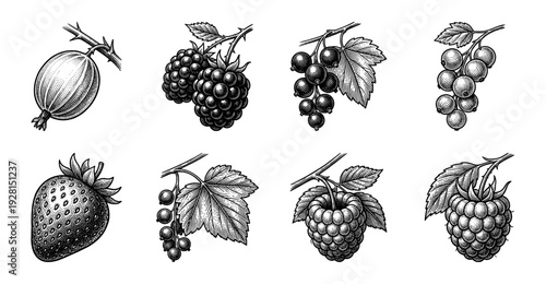 Set of various hand drawn berry illustrations in vintage engraving style including strawberry, raspberry, blackberry, and gooseberry.