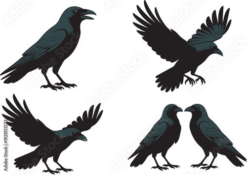Black silhouette illustration of four crows in different poses, flying and standing, dynamic bird design concept for wildlife, nature, education, and stock imagery use.