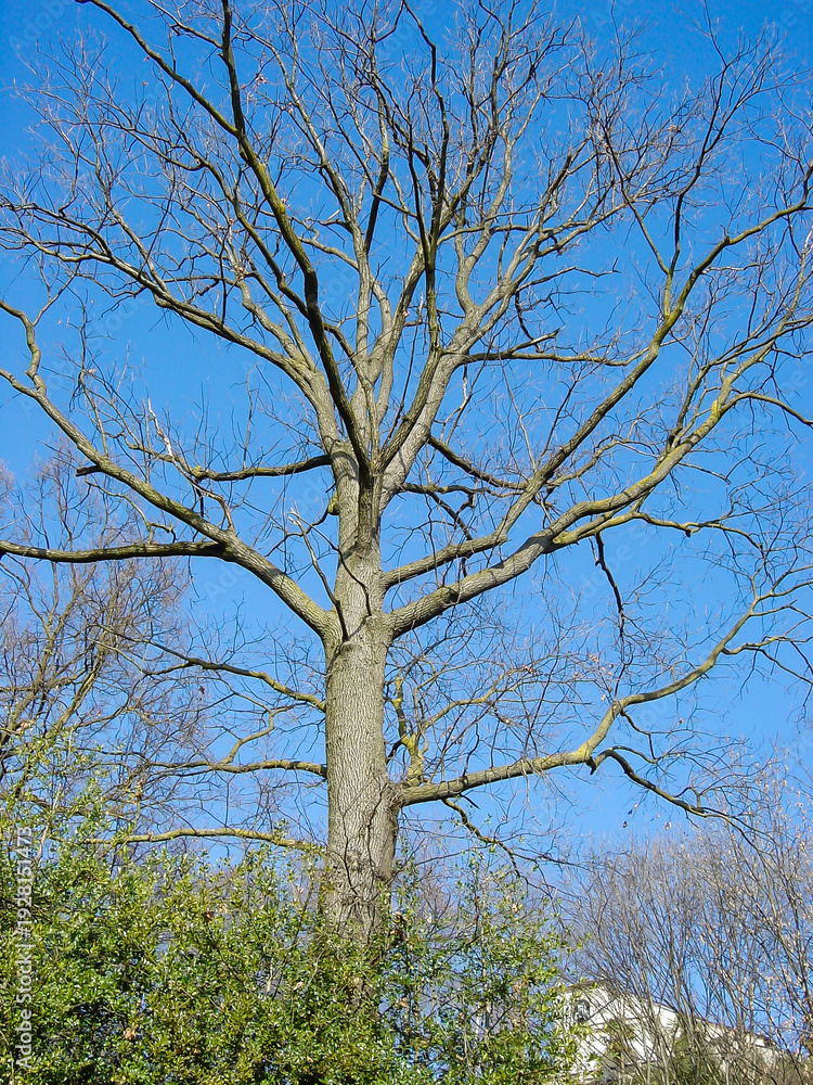 Fototapeta premium Bare tree with spreading branches against a clear blue sky, peaceful natural scene symbolizing winter, stillness and seasonal change.