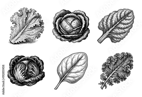 Vintage engraving set of leafy green vegetables including cabbage, kale, spinach, and lettuce leaves in a detailed woodcut style