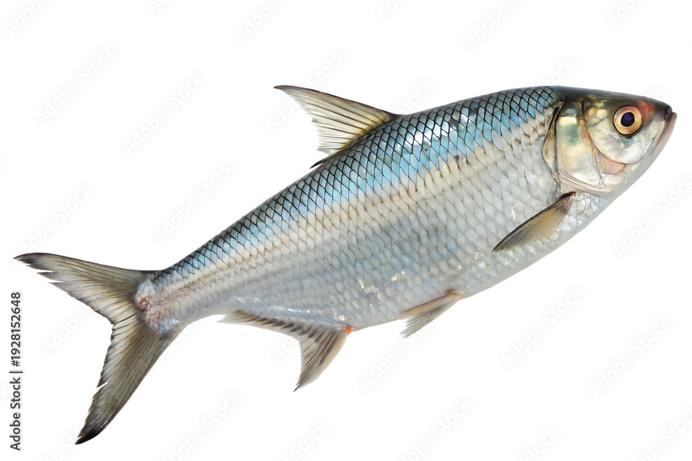 Fototapeta premium Bangladeshi Hilsha (Ilish) Fish – Premium Silver Seafood Isolated on White Background