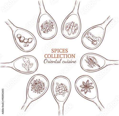 Botanical sketch of medicinal plants and aromatic cooking spices vector