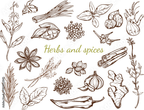 Classic engraving style culinary herbs for label and packaging vector