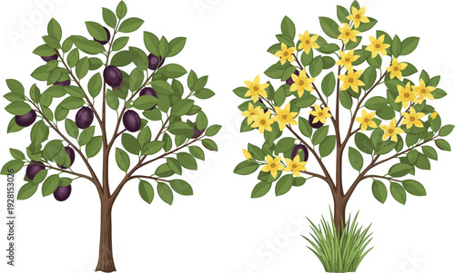 Fruit and flowering tree illustration with green leaves, ripe plums and yellow blossoms isolated on white background for nature design