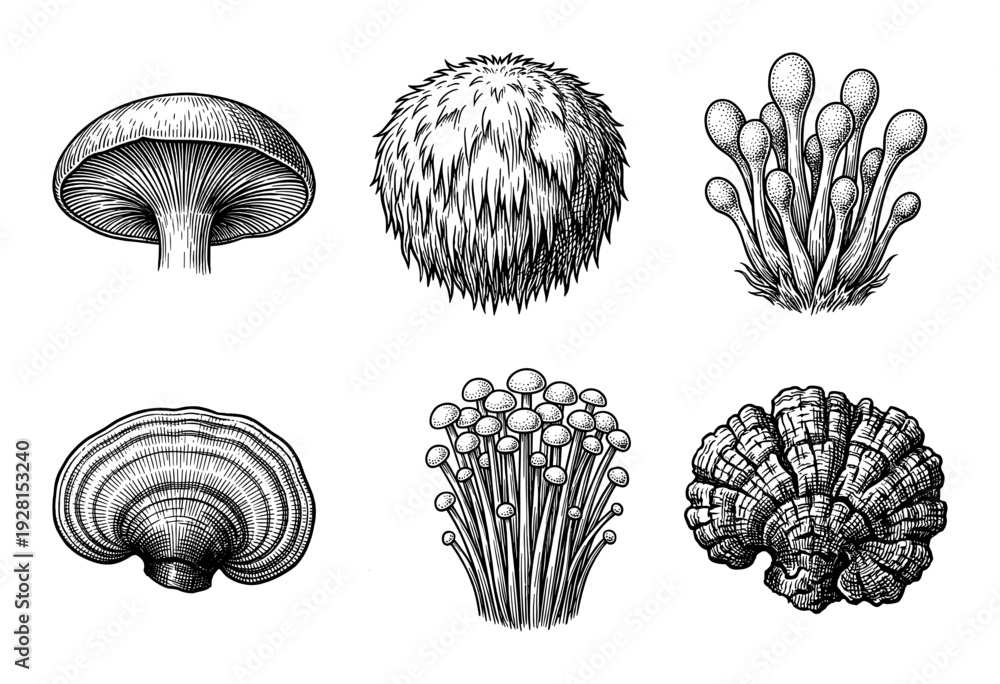 Fototapeta premium Vintage engraving collection of diverse edible and medicinal mushroom species in monochrome woodcut style