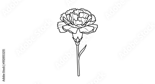 Simple black and white line drawing of a carnation flower.