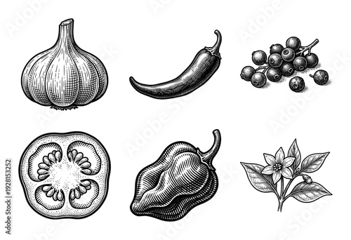 Vintage woodcut style collection of spicy chili peppers, garlic, tomato cross section, and botanical spice plant illustrations in black and white.