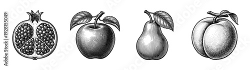 Vintage engraving set of fruit illustrations featuring sliced pomegranate, whole apple, pear, and peach with leaves in a detailed black and white etching style.