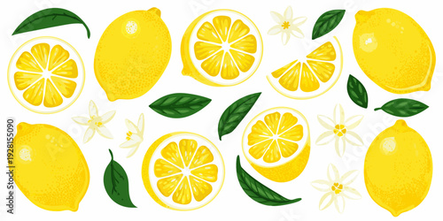 Bright yellow lemons slices and blossoms on a white background